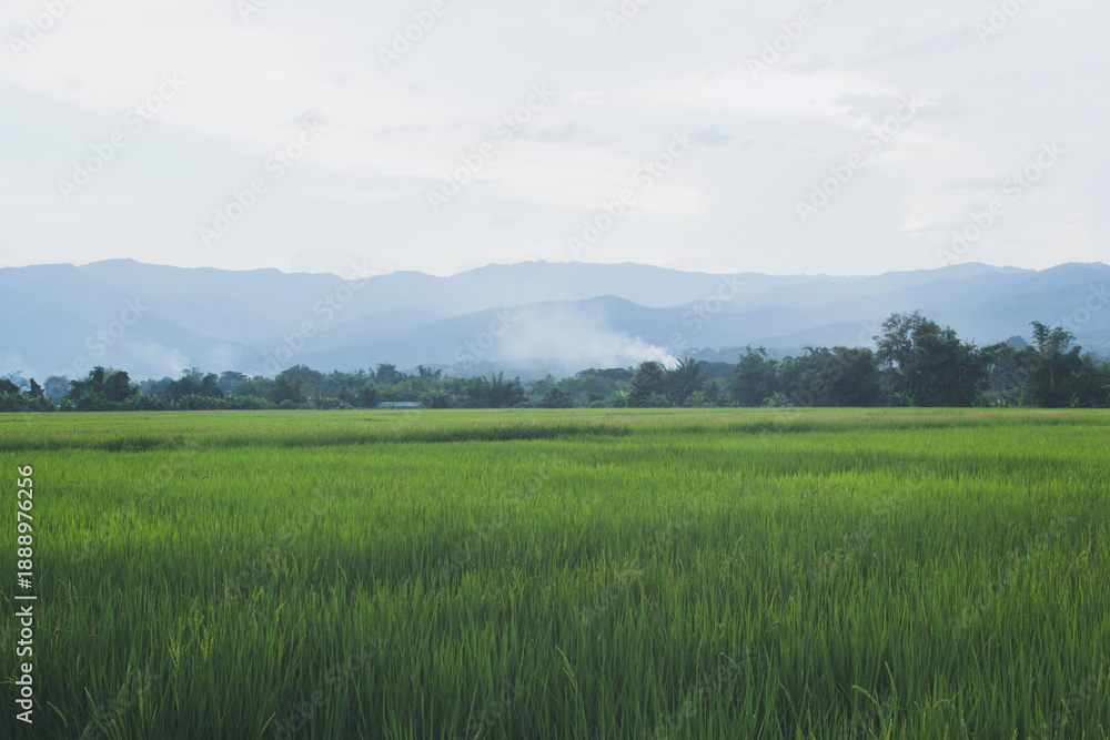 Obraz premium green rice field in countryside Thailand