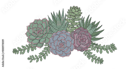 Elegant arrangement of colorful succulent plants including echeveria and aloe varieties shown in a soft botanical illustration style.