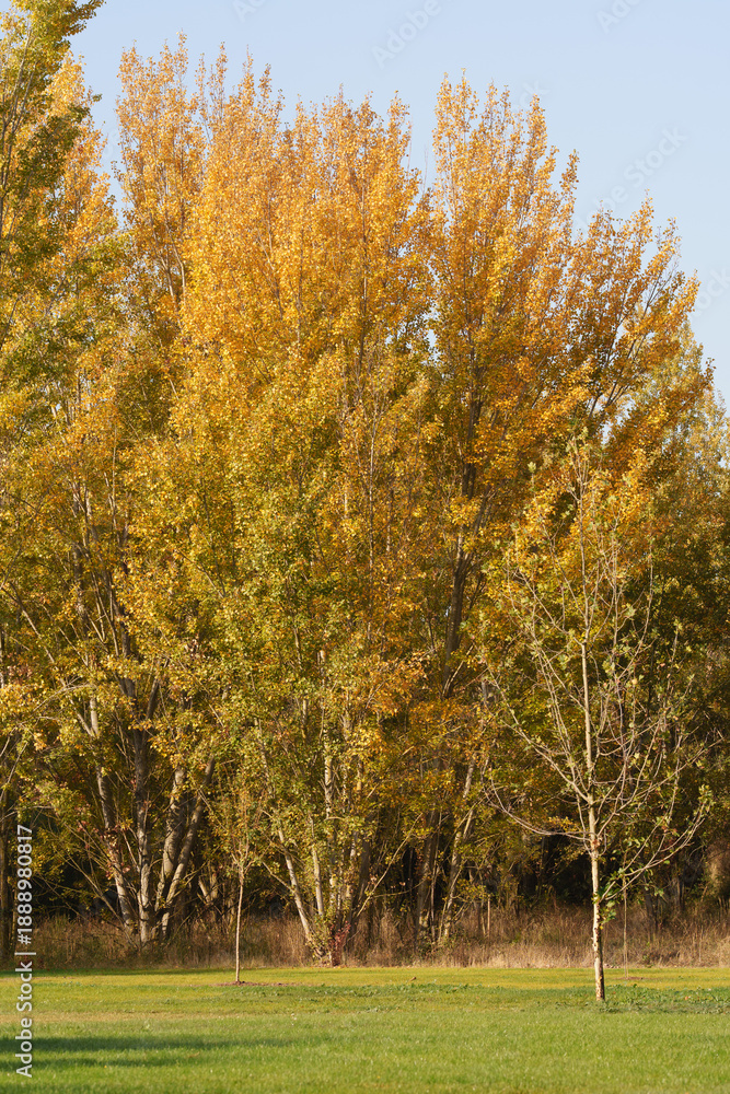 Fototapeta premium Autumn trees with golden leaves in sunny park landscape
