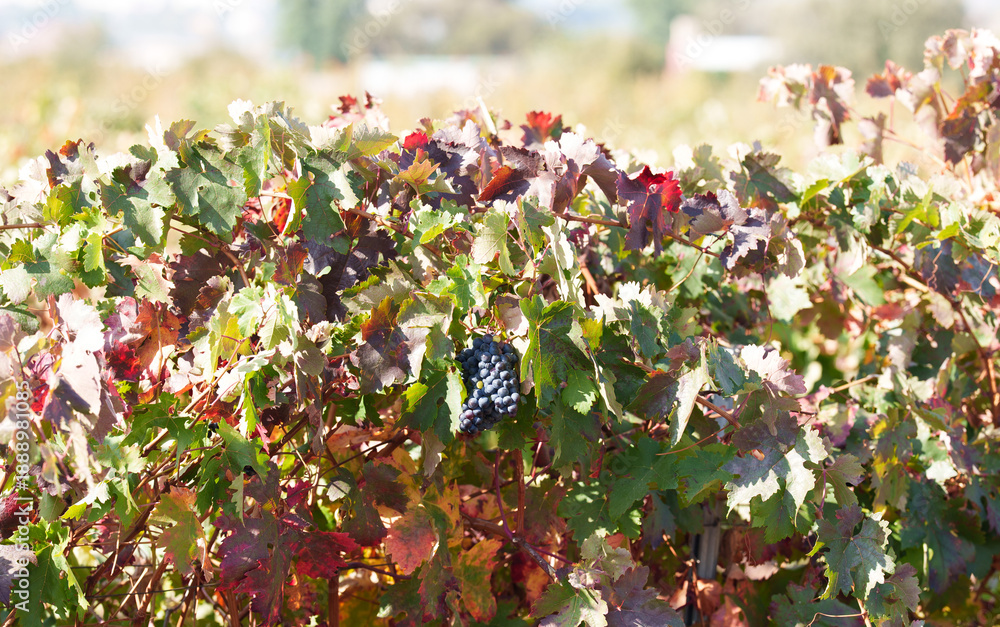 Fototapeta premium Sunlit vineyard row with ripe grapes and colorful autumn leaves