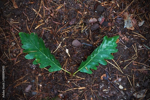 Two green leaves on orange autumn leaves