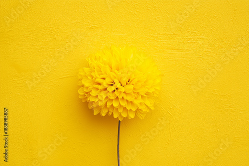 Surreal silliness, silly abstract fun intriguing entertaining humorous playful images. joyful chaos of creativity unleashed and unhinged. Imaginative exploration