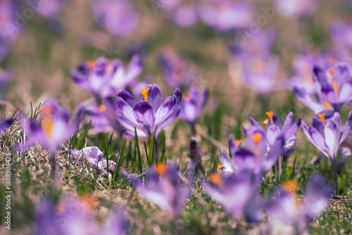 Spring crocus flowers in the grass, Easter seasonal background