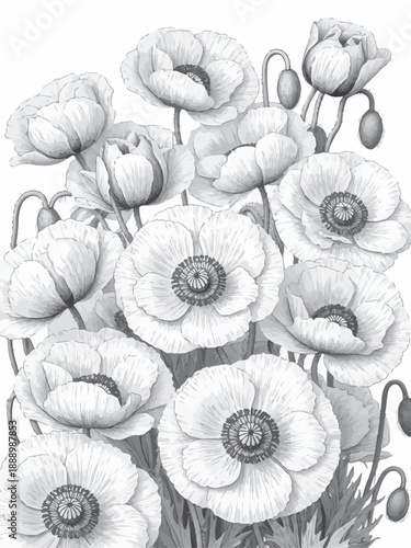 Detailed black and white line art illustration featuring a vibrant cluster of elegant poppy flowers and buds, showcasing intricate botanical patterns and exquisite floral design