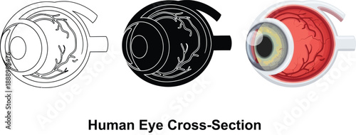 Human eye cross-section illustration showing internal structures in outline silhouette and realistic color for medical or educational use