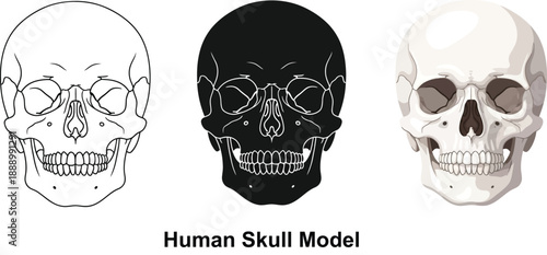 Collection of human skull illustrations including outline silhouette and realistic vector models for medical or educational use