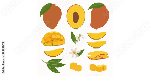 Modern realistic mango fruit cuts vector illustration isolated on white