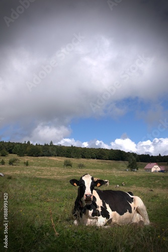 Cow close-up in a meadow
