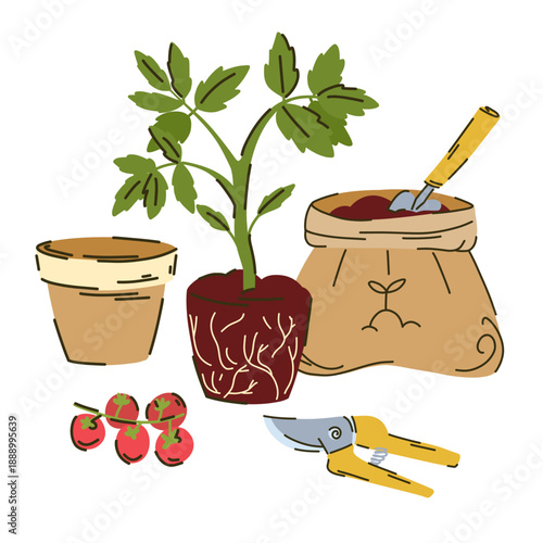 Transplanting a tomato seedling, among a planting pot, a bag of soil, pruning shears and a fresh twig of cherry tomatoes, garden improvement