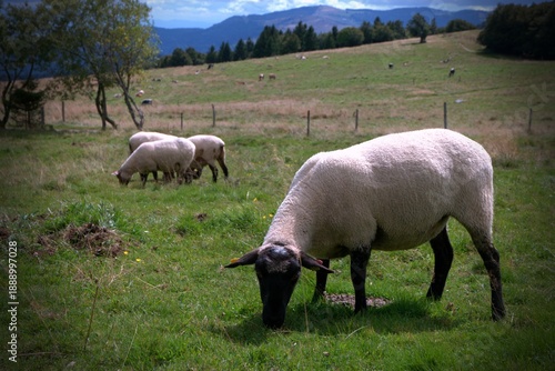 Grazing sheep close-up in pasture