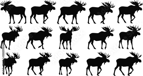 Set of moose silhouettes in various poses, wild elk and deer animal icons, forest wildlife graphics, hunting trophies, northern nature symbols.