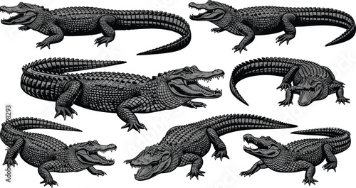 Set of Realistic Alligator and Crocodile Vector Illustrations, Wild Reptile predator Icons for Nature, Wildlife, Zoo, Swamp, and Tropical Animal cad drawing flat vector illustration