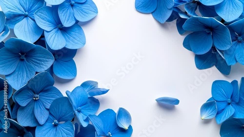 Vibrant blue hydrangea flowers with falling petals on a clean white background.