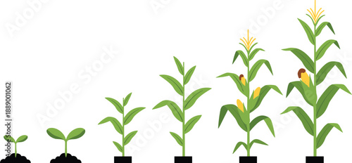 Stages of corn growth from seed sprout to mature plant with ears of maize, agriculture life cycle, cad drawing flat vector illustration.
