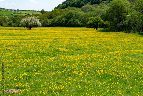 A hawthorn tree laden with blosson stands in the middle of a field full of buttercups in rural Shropshire