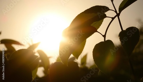 Silhouetted leaves glow against bright light source, flora, transillumination
