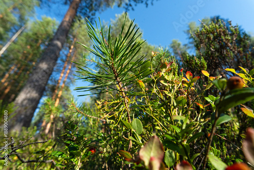 Young pine shoot in northern taiga forest, low angle view under blue sky
