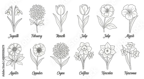 Black and White Botanical Illustrations of Monthly Birth Flowers with Elegant Script Text