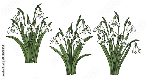 Delicate Snowdrops in Clusters: Vector Illustration of Spring Flowers