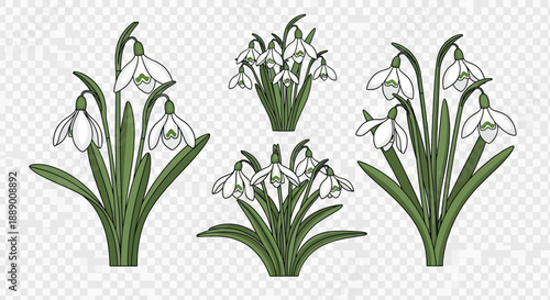 Vector Set of Delicate Snowdrop Flowers with Green Stems and Leaves