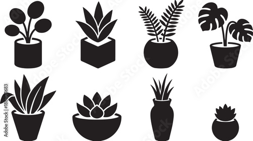 potted  indoor plants for the house  and office  