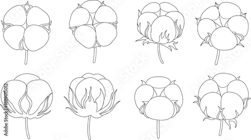Cotton boll plant vector set with different growth stages in hand drawn outline botanical illustration style