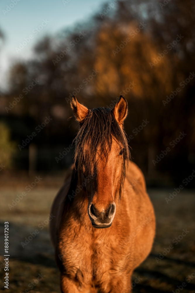 Obraz premium A front-facing portrait of a brown horse standing outdoors, also photographed in warm evening light. The horse’s ears are upright and alert, and its dark mane falls slightly over its forehead. The sha