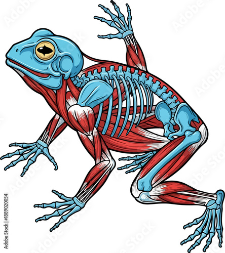 Frog Skeletal and Muscular System Vector