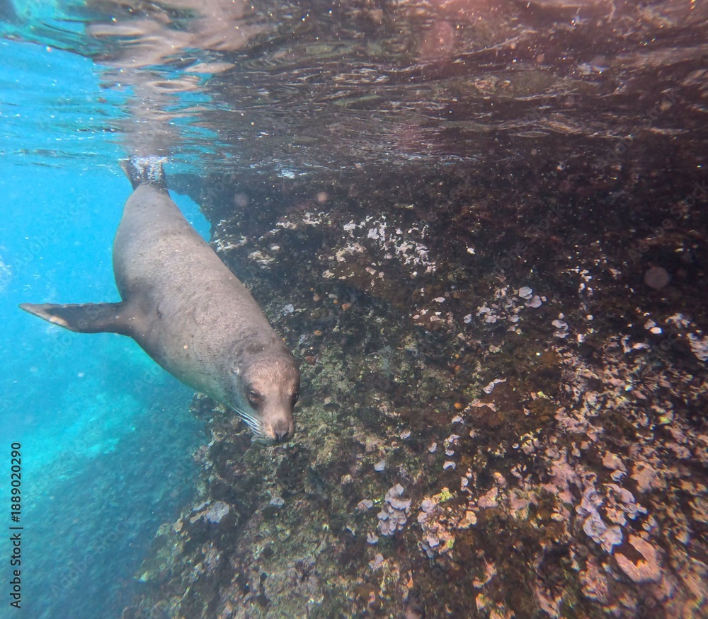Fototapeta premium Underwater Swimming - Galápagos Sea Lion Swimming Underwater Close to the Surface - Swimming off the shore In the Galápagos Islands - Underwater Photography