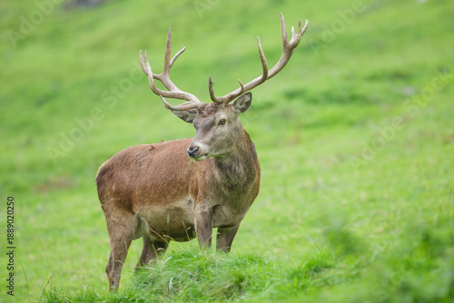 Photos A majestic Red Deer stag (Cervus elaphus) with large branching antlers standing in a vibrant green alpine meadow against a soft-focus forest background in the Austrian Alps