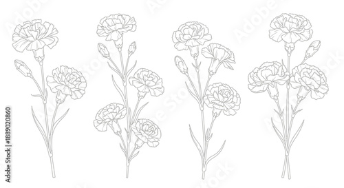 Delicate Carnation Flower Art Collection on White Background, Vector Illustration
