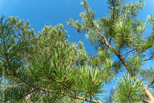 Pine Tree Branches Against Blue Sky in Northern Taiga Forest