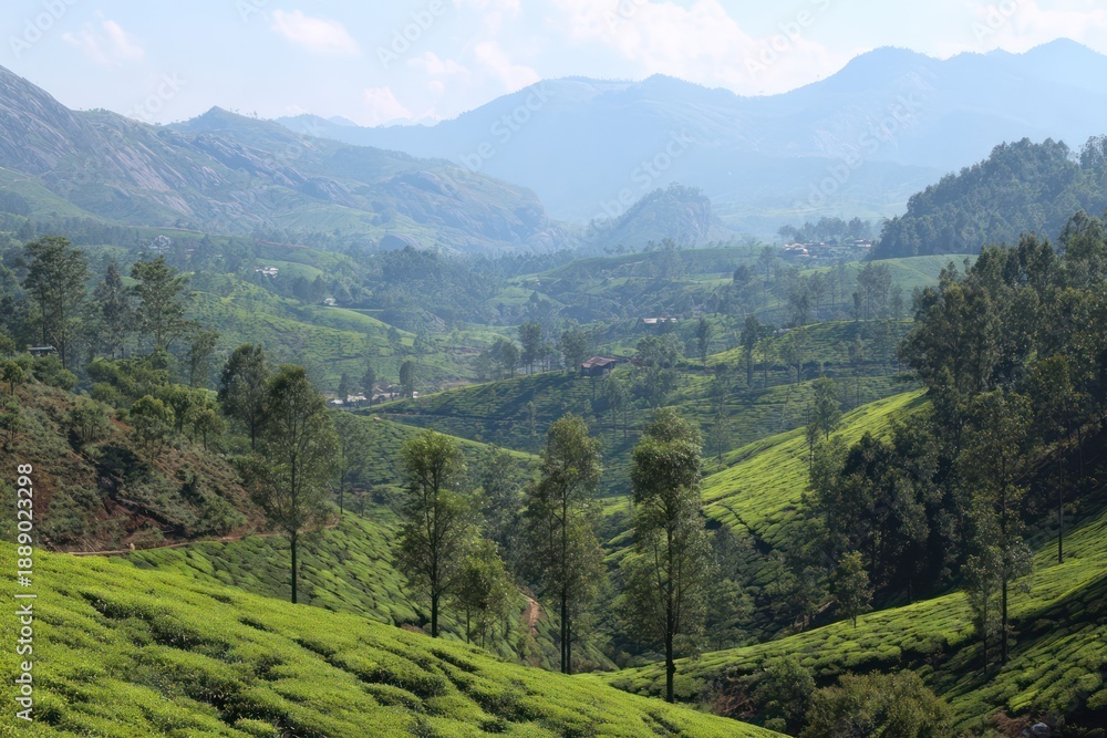 Obraz premium Scenic rolling hills of a tea estate