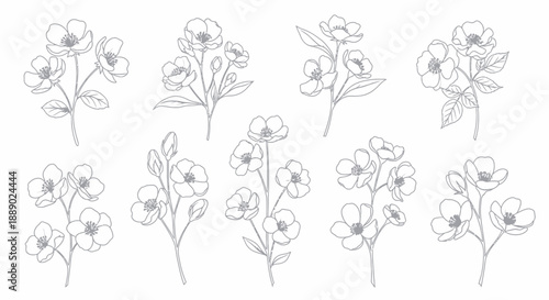 Set of delicate hand-drawn floral illustrations, beautiful botanical art flowers