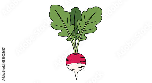 Single radish root vegetable with vibrant red skin and fresh green leaves illustrated in a clean vector style for food themes.