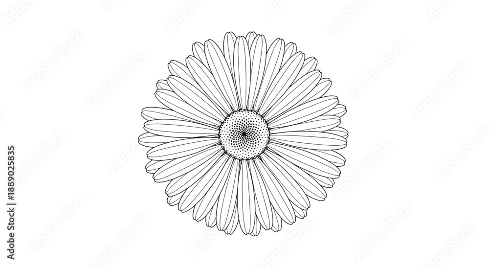 Obraz premium Top view of a large detailed daisy or sunflower blossom shown in a fine black and white line art botanical style.