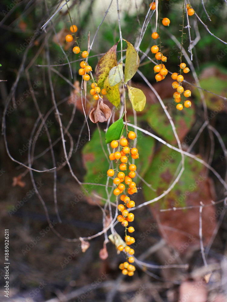 Obraz premium Bright orange berries in autumn.
