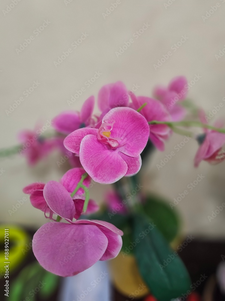 Naklejka premium Close-up of vibrant pink orchids featuring velvety petals and yellow-white centers, highlighting floral detail and natural elegance.