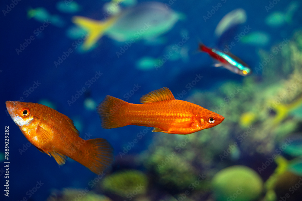 Obraz premium Aquarium swordtail fish swims in a home aquarium. Two females are red. Xiphophorus-Latin name.