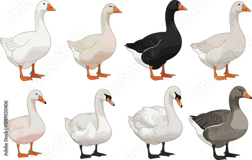 Goose and geese bird character vector illustration set with different colors and poses