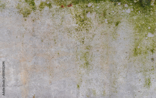 Gray cement wall with green moss © Ratchapon