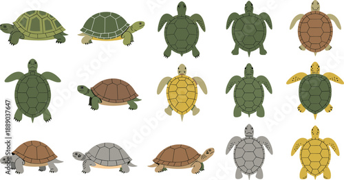 Turtle and Sea Turtle Vector Illustration Set with Different Species in Top View Poses for Marine Wildlife Nature and Animal Designs