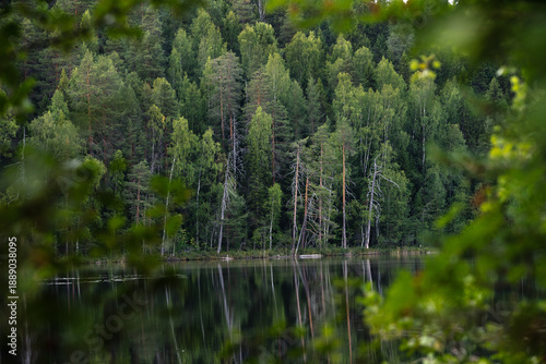 Calm forest lake shore in northern taiga framed by green leaves. Peaceful forest lake surrounded by dense northern taiga, framed by green leaves in the foreground. Calm water reflects trees, creating 