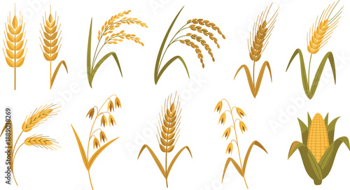 Cereal Grain and Corn Plant Vector Illustration Set with Wheat, Rice, Oats, Barley Ears and Maize Harvest Elements for Farming Designs