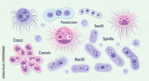 Diverse Types of Microorganisms Bacteria and Viruses Scientific Educational Illustration