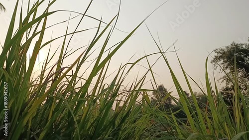 Lemongrass leaves shake with windy in countryside garden vibes