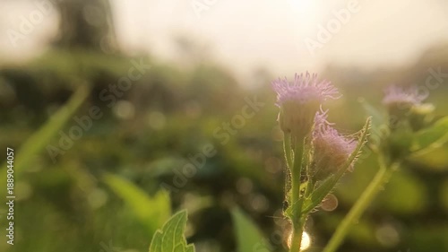 Purple Flowers Swaying in the Wind with Soft Mist. Soft Focus Purple Flowers Blowing in Morning Mist