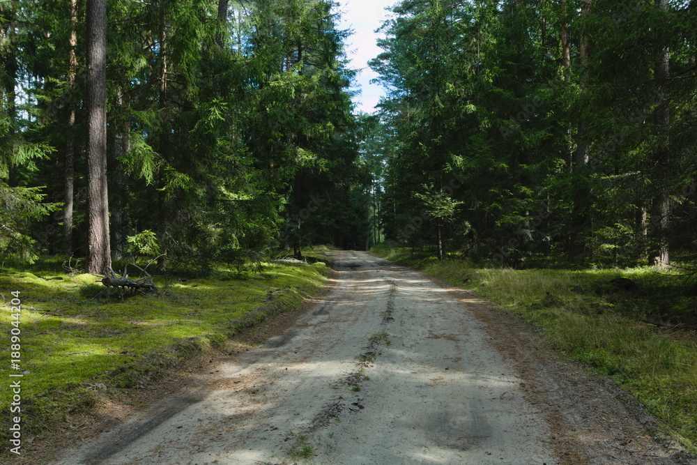 Fototapeta premium road in the forest