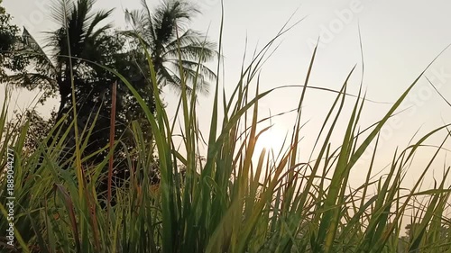 Lemongrass fields shake with windy in garden