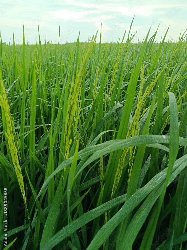 Obraz premium green wheat field